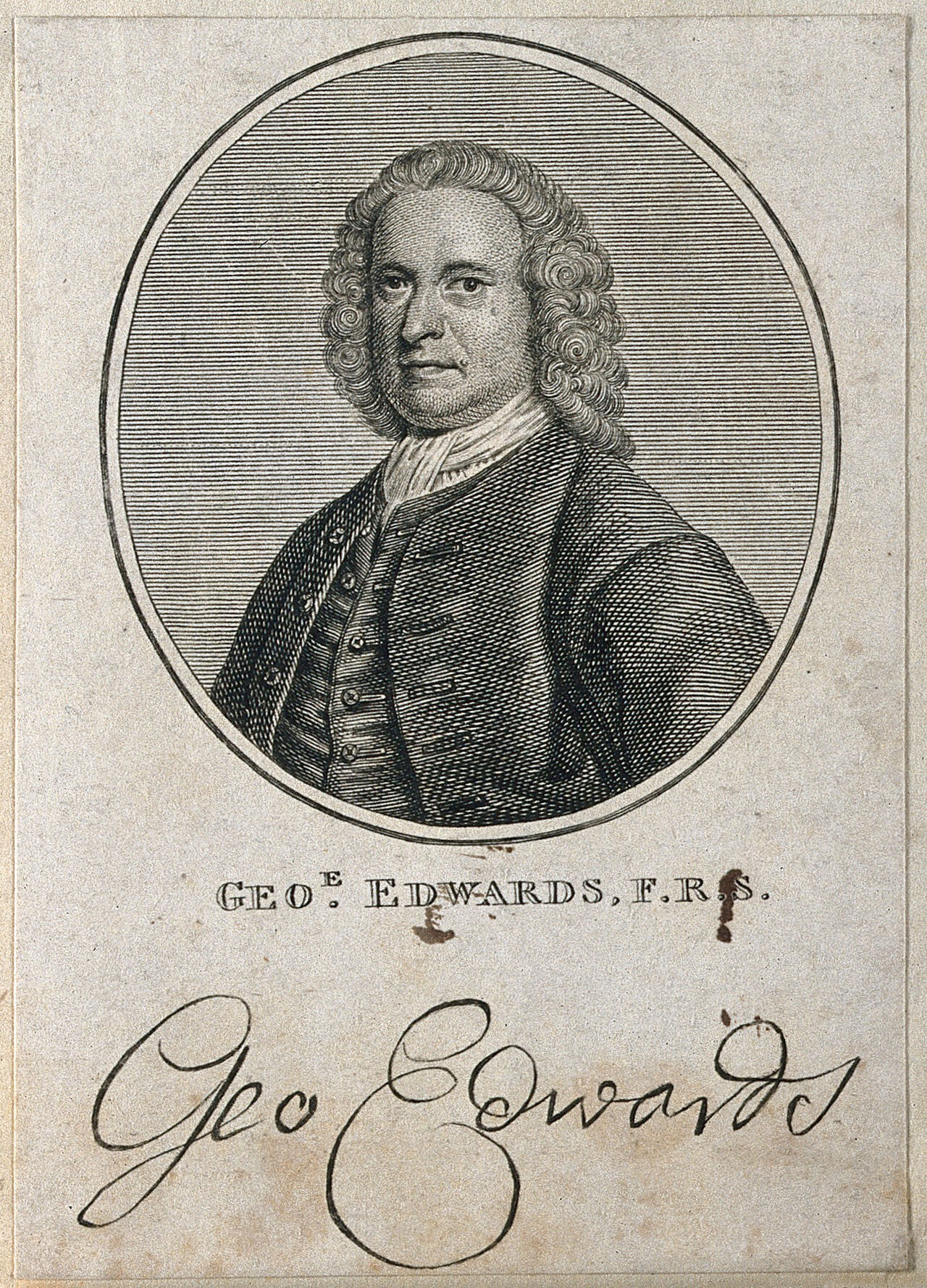George Edwards. Line engraving after B. Dandridge., by Bartholomew Dandridge