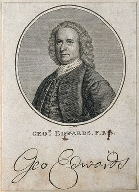 George Edwards. Line engraving after B. Dandridge.