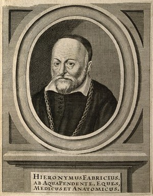 view Hieronymus Fabricius of Aquapendente. Line engraving.