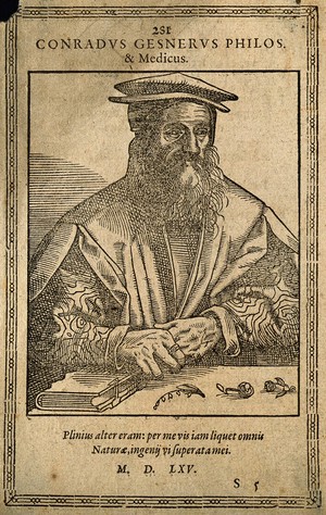 view Conrad Gesner. Woodcut, 1565.