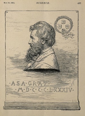 view Asa Gray. Wood engraving by R. Lewis (Lewis Engraving Co.), 1885.