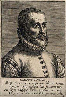 Charles de l'Ecluse [Clusius]. Line engraving by P. Galle, 1595.