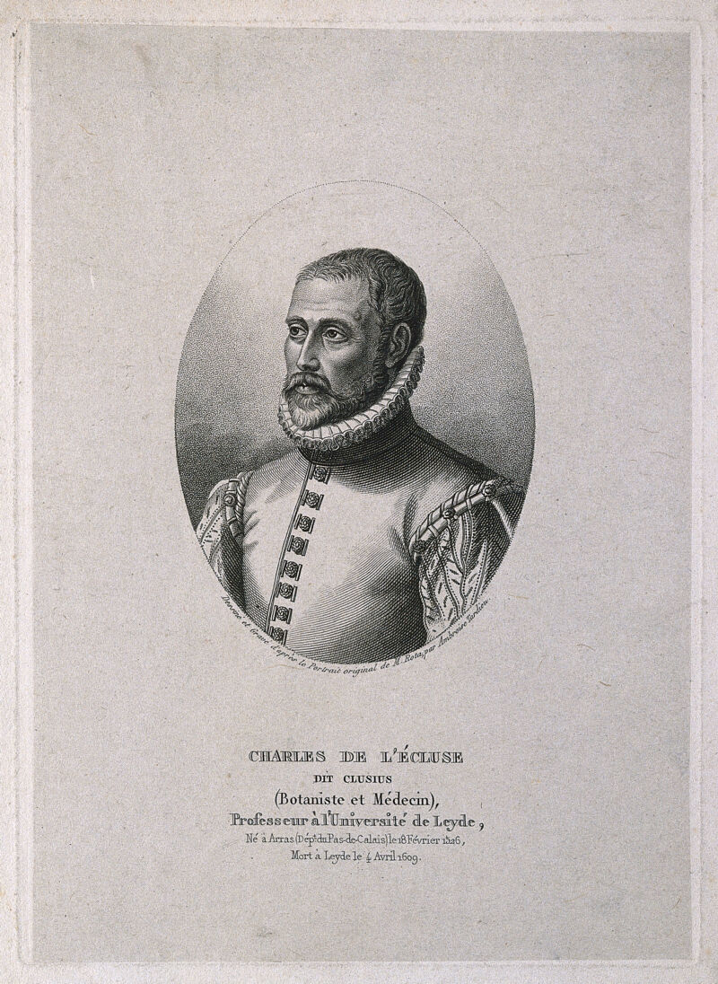 Charles de l'Ecluse [Clusius]. Stipple engraving by A. Tardieu after himself after M. Rota., by Martino Rota