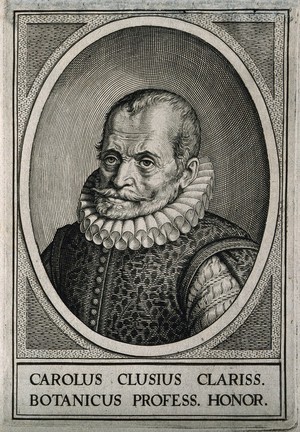 view Charles de l'Ecluse [Clusius]. Line engraving by W. Swanenburgh, 1609, after J. de Gheyn, 1601.