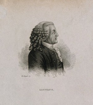 view Carolus Linnaeus. Stipple engraving by W. Read after C. F. Inlander, 1773.