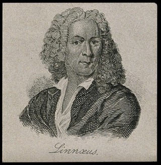 Carolus Linnaeus. Line engraving after C.A. Ehrensvärd.