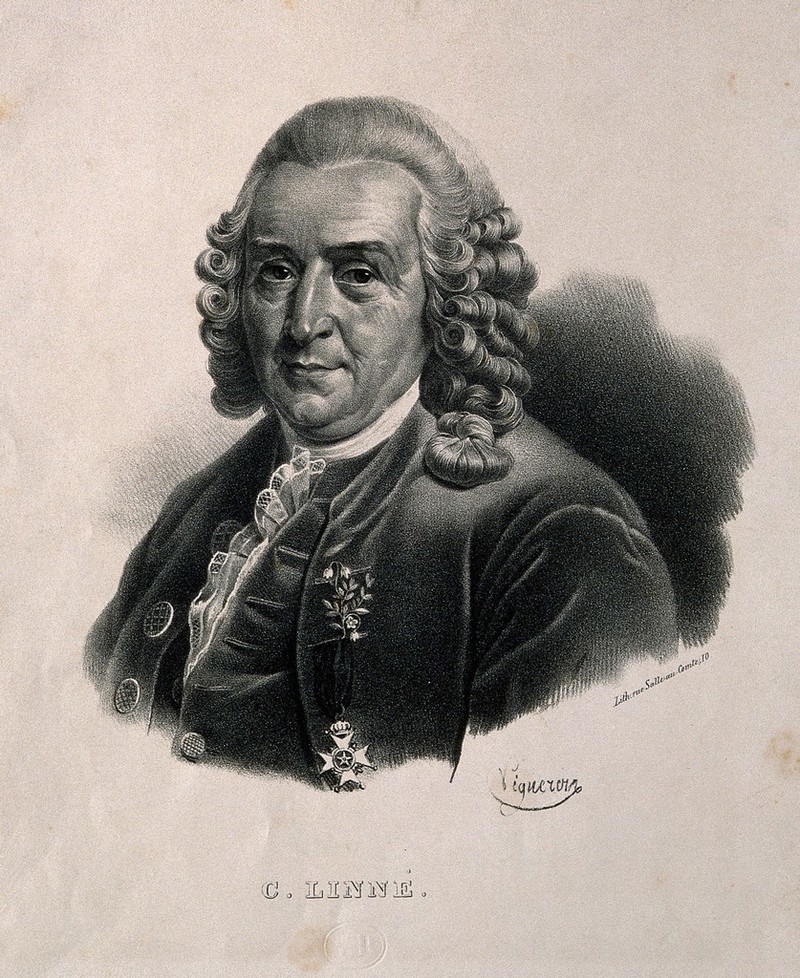 Carolus Linnaeus. Lithograph by P. R. Vignéron., 1800-1899, by Pierre-Roch Vigneron