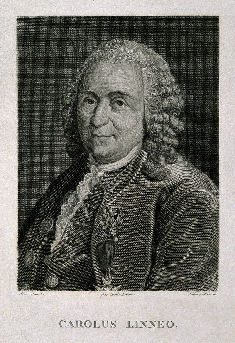 Carolus Linnaeus. Line engraving by F. Zuliani after Tramontini after A. Roslin, 1775., by Alexander Roslin
