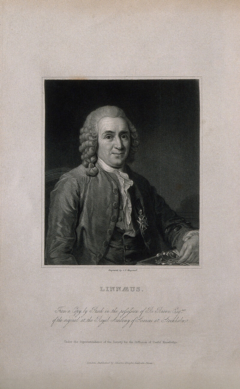 Carolus Linnaeus. Engraving by C. E. Wagstaff after A. Roslin, 1775., by Alexander Roslin