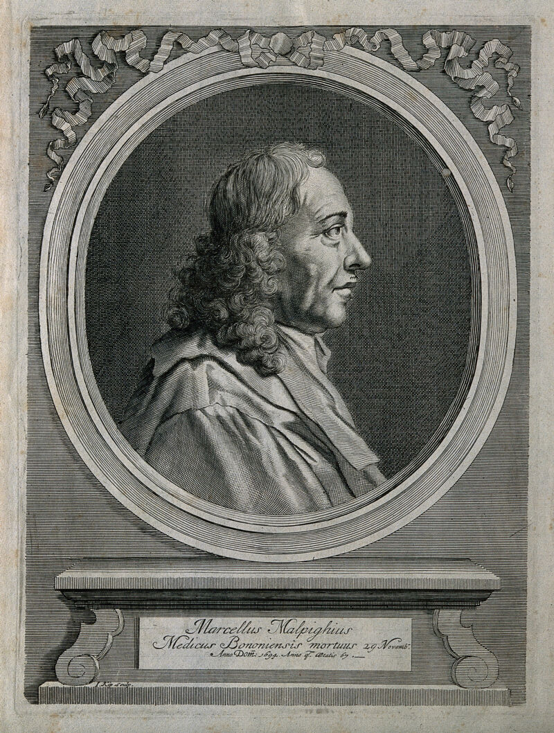 Marcello Malpighi. Line engraving by J. Kip, 1697., 1697, by Jan Kip