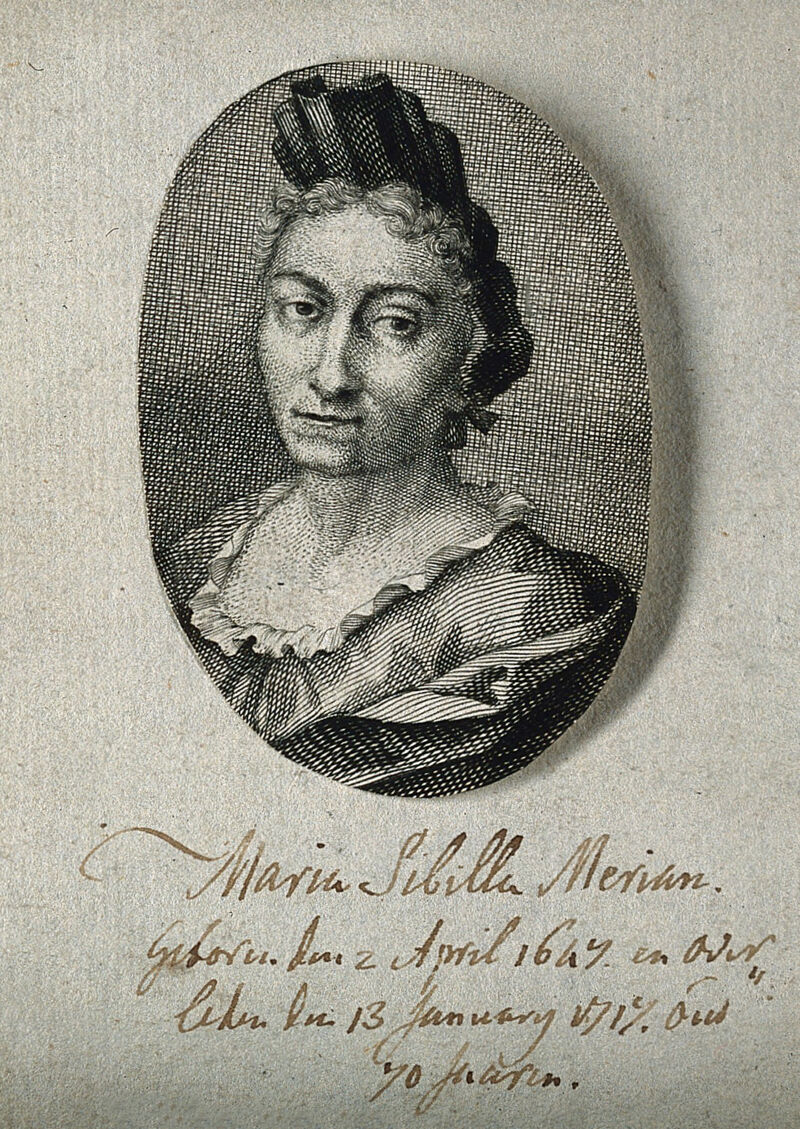 Maria Sybilla Merian. Line engraving after G. Gsell., by Georg Gsell