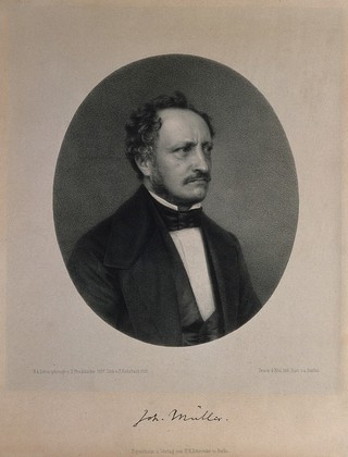 Johannes Mueller. Lithograph by P. Rohrbach, 1858, after S. Friedländer, 1857.