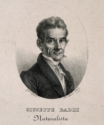 Giuseppe Raddi. Lithograph by G. Galli.