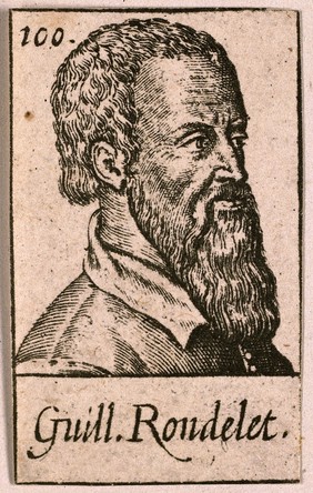 Guillaume Rondelet [Rondeletius]. Line engraving.