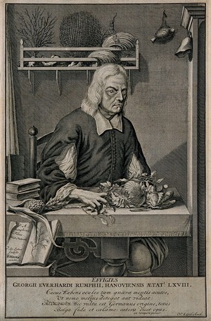 view Georg Eberhard Rumpf. Line engraving by J. de Later after P. A. Rumpf.