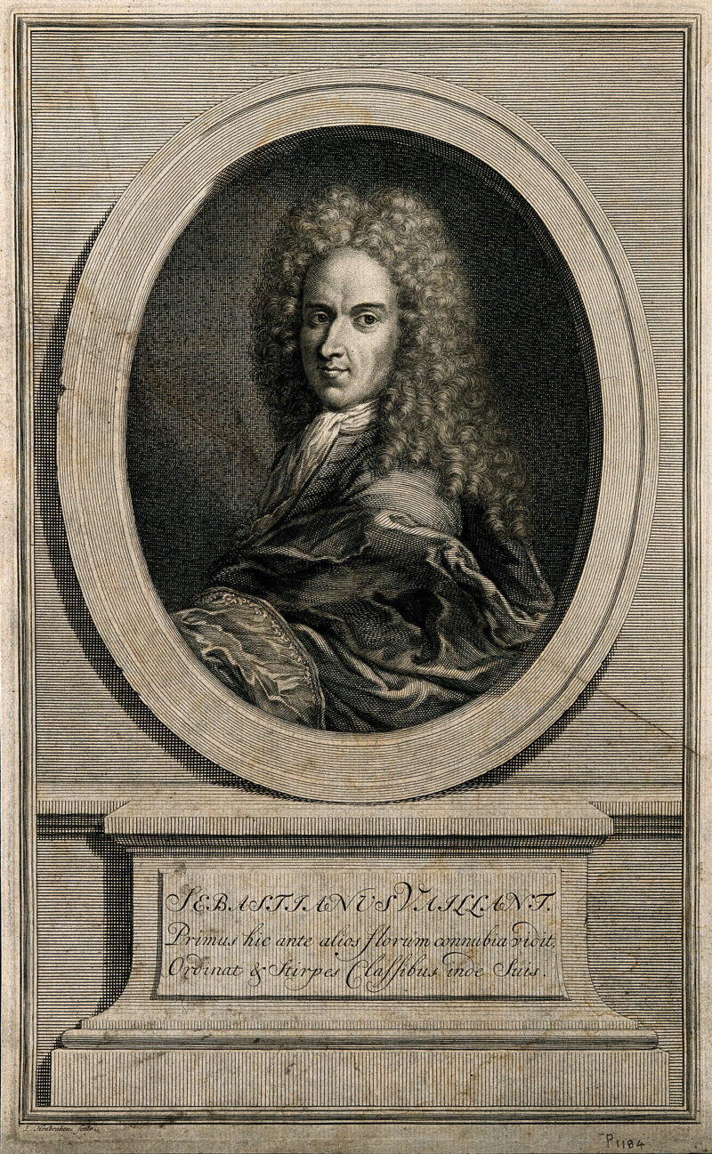 Sébastian Vaillant. Line engraving by J. Houbraken, 1727, after C. Aubriet., 1727, by Claude Aubriet