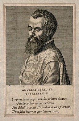 Andreas Vesalius. Line engraving by P. Galle, 1572, after J. S. van Calcar (?).