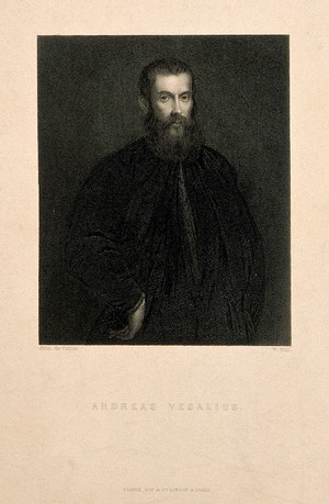 view Andreas Vesalius. Stipple engraving by W. Holl after J. S. van Calcar (?).