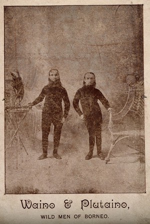 view Waino and Plutaino, known as the wild men of Borneo. Reproduction of a photograph.