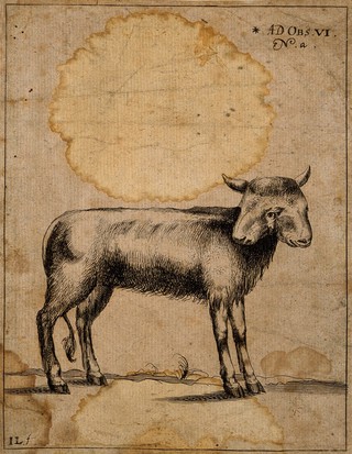 A lamb with two heads. Engraving by I.L.