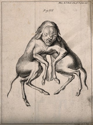 The foetus of dogs born as conjoint twins, anterior view. Engraving by P. Simmoneau after himself, 1734.