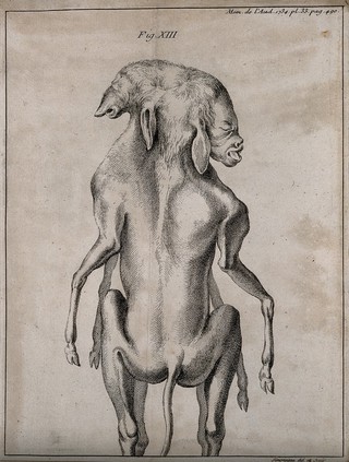 The foetus of dogs born as conjoint twins. Engraving by P. Simonneau after himself, 1734.