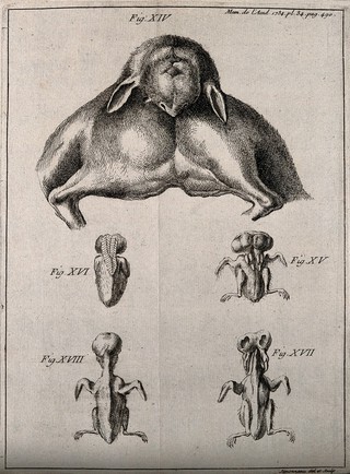 Foetuses of animals born with abnormalities (e.g. two heads). Engraving by P. Simonneau after himself, 1734.