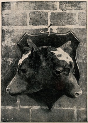 view The heads of a two-headed calf, stuffed and mounted. Halftone.