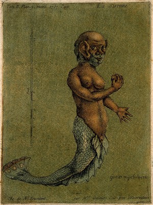 view A mermaid, with a measuring scale. Colour mezzotint by Jean-Baptiste André Gautier D'Agoty, 1757.