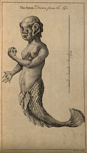 A mermaid, with measuring scale. Line engraving by B. Cole, 1759 (?), after Jean-Baptiste André Gautier D'Agoty.