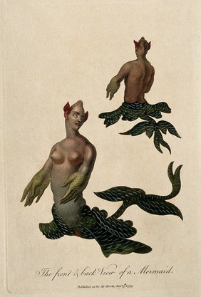 A mermaid: anterior and posterior view. Coloured engraving, 1795.