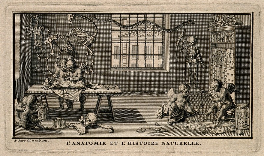 Putti perform an anatomical dissection on a dog; others hold a jar containing a human foetus; two more play with a spider; representing anatomy and natural history. Etching by B. Picart, 1729.