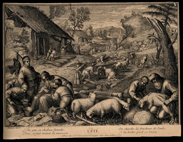 Sheep are sheared and wheat is reaped; representing summer. Etching, 17--, after F.G. Bassano the younger.