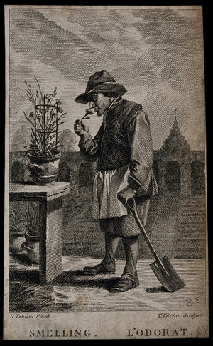 view A gardener smelling a flower; representing the sense of smell. Etching by T. Kitchin after D. Teniers.