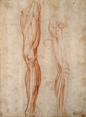 The muscles of the left leg, seen from the front, and the bones and muscles of the right leg seen in right profile, and between them, a patella. Drawing by Michelangelo Buonarroti, ca. 1515-1520.