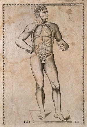 view A man standing, anterior view with brain and contents of thorax and abdomen exposed. Engraving by Giulio de' Musi, by 1552, first published in 1714.