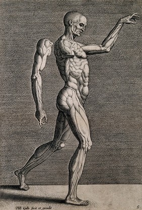 A walking écorché in right profile with his right arm detached and suspended behind him. Engraving by Philip Galle.