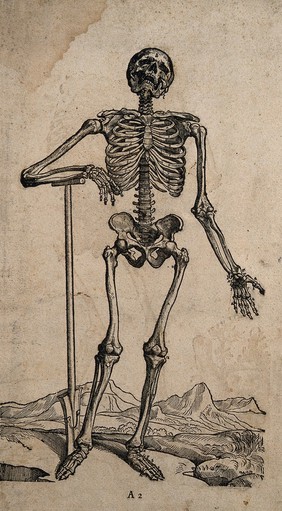 A standing skeleton, seen from the front, resting the bones of his lower right arm on the handle of a spade. Woodcut, 1543.