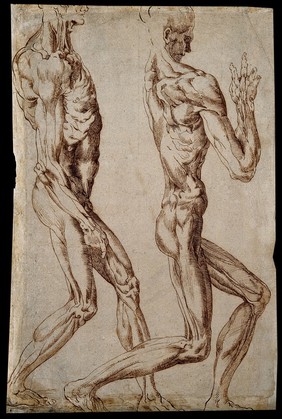 Two écorchés, facing right. Drawing, attributed to Bartolomeo Passarotti, 15--.