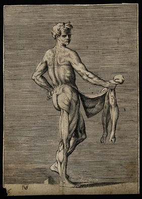 A male écorché figure in three-quarter view seen from the right, holding the skin of his legs in his right hand. Engraving by G. Bonasone, 155-.