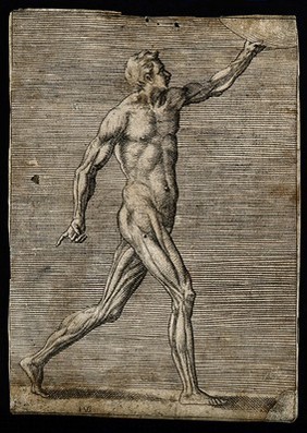 A male écorché figure, lateral view seen from the right, striding towards right, holding disc. Engraving by G. Bonasone, 155-.