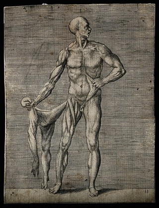A male écorché figure, of whom only the right side of his body has been flayed. He holds the removed skin of his right side in his right hand and pulls back the skin of his left abdomen with his left hand. Engraving by G. Bonasone, 155-.