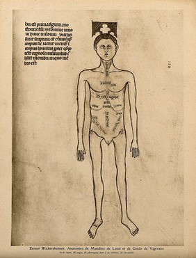 A male nude with the parts of the abdomen and thorax labelled. Colour process print, 1926, after a manuscript illustration, 1345.