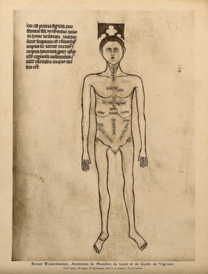 view A male nude with the parts of the abdomen and thorax labelled. Colour process print, 1926, after a manuscript illustration, 1345.
