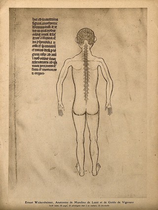 A nude figure seen from the back with a spinal column of eighteen vertebrae exposed, with the nerves that radiate from it visible. Process print, 1926, after a manuscript illustration, 1345.