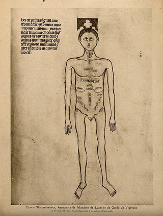 A male nude with the parts of the abdomen and thorax labelled. Process print, 1926, after a manuscript illustration, 1345.