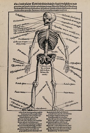 view A human skeleton, seen from the front, with labels giving the latin names of the bones. Photograph after a woodcut after Hans Wechtlin, 1517.