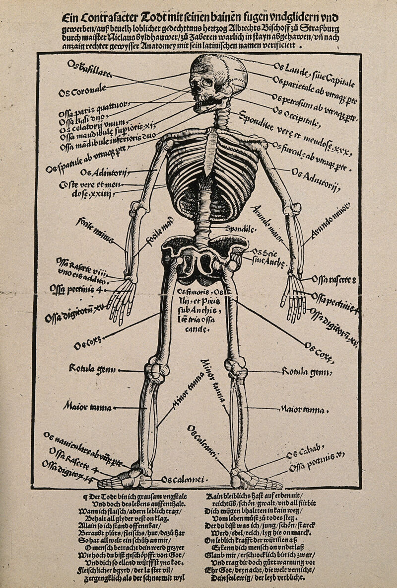 skeleton diagram no labels