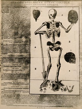 A skeleton seen from the front, resting the bones of the right forearm on a spade and holding a skull aloft in its left hand. On the left is an illustration of the sacrum and on the right, a skull in profile, with further bones to be seen at the skeleton's feet. Photograph of a woodcut, c. 1590.