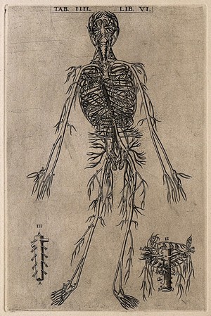 view The arterial system of the human body. Engraving, 1568.